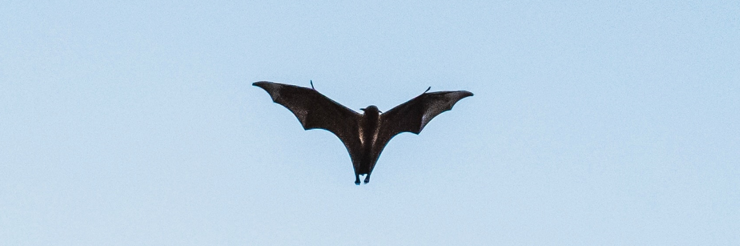 Bat Removal in Fort Worth & Dallas, Texas - Fort Worth Wildlife Removal