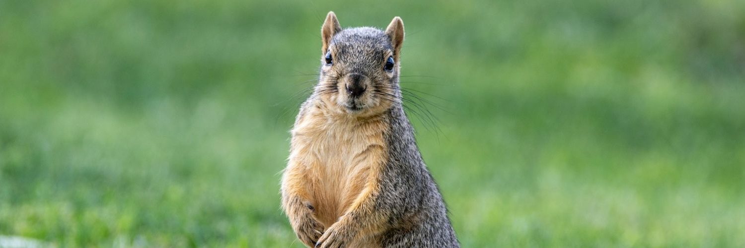 Squirrel Removal in Texas: Dallas-Fort Worth